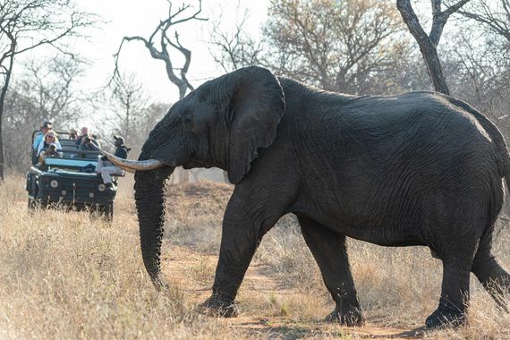 Close-up of an African elephant and tourists